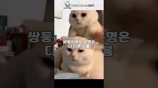 쌍둥이지만 완전 반대로 산다 #고양이 #쇼츠 #이야기 #동물 #shorts #이야기 #사연