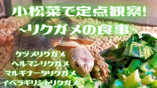 小松菜で定点観察！　〜リクガメの食事〜