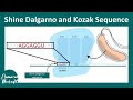 Shine Dalgarno and Kojak sequence | Molecular biology | Quick concepts playlist