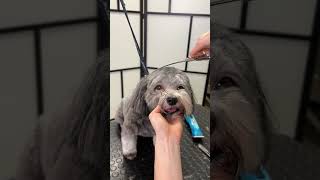 Havanese Dog grooming: from Fluffy to Fresh!