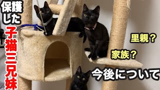 保護した子猫3匹の今後についてご報告があります