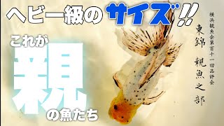 【親サイズ金魚のド迫力】東錦の品評会に行ったら親のサイズに圧巻 | 親魚の部 | 横浜観魚会第111回品評会に行ってきた😆 | 金魚 | 2023 @peperia