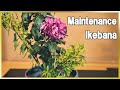 Ikebana Lesson | How To Make Your Ikebana Pieces Last | Keeping Flowers in Good Shape