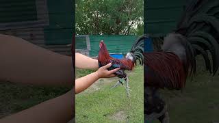 Mayahin rooster