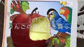 Vol.24『りんごの餌入れにビビるインコ』セキセイインコのサクちゃん