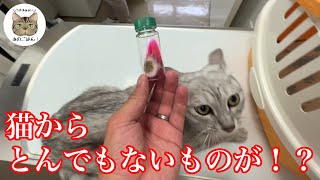 保護猫がまさかの…なんだこの病気💦