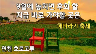 국내 9,10월 가볼만한 곳 /2023 경기도 연천 호로고루 해바라기꽃축제 /수도권 가을꽃추천명소/경기도 연천여행/서울근교여행/당일치기여행/해바라기꽃개화소식/고구려유적지