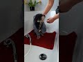 Den Welpen / Hund richtig baden, baden beibringen in d. Badewanne,Tipps, Hundebademantel kaufen, Top