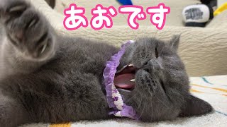 【ブリティッシュショートヘア】あおくんの日常はいつも遊びでいっぱいです【Britishshorthair】