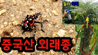 중국산 외래종 킬라로 칙칙칙