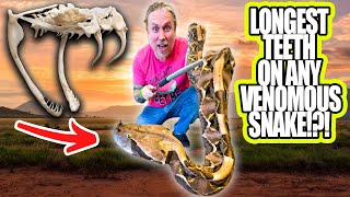 LARGEST VENOMOUS SNAKE TEETH IN THE WORLD!! #SHORTS | BRIAN BARCZYK