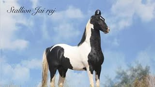 Marwari Stallions JAIRAJ | SHOURYA | SHIVRAJ | Padma Pratap Stud Farm