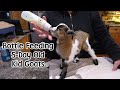 Bottle Feeding our 5 day old Kid Goats - In The Kitchen :)