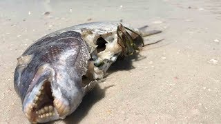 Red Tide outbreak hits southwest coast of Florida