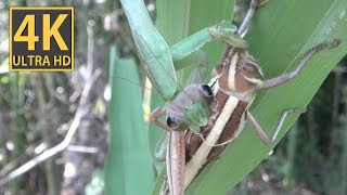 【ASMR】オオカマキリがツチイナゴを「捕食」「咀嚼音」①