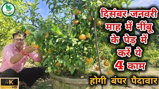 दिसंबर-जनवरी माह में नींबू के पेड़ में करें ये 4 काम।होगी बंपर पैदावार।Wintercare for citrus plant