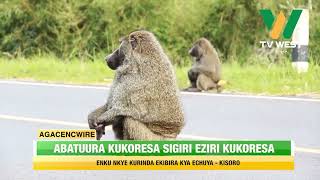 Agacencwire; Abatuura kukoresa sigiri eziri kukozesa enku nkye kurinda ekibira kya Echuya -Kisoro.