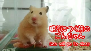 ごんちゃんが眠りにつくまでのひととき Happy mooments before Gon go to sleep☆English subtitles ハムスター キンクマハムスター