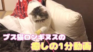 おもちゃに対して優しすぎるブサカワ猫