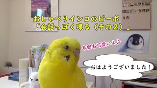 おしゃべりインコのピーポ「会話っぽく喋る　その２」