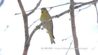 マヒワ♂ 囀り 鳴き声 ※画はスチール