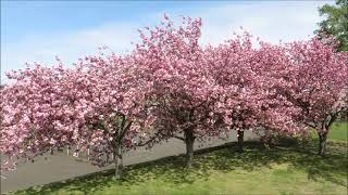 Prunus 'Kanzan'　(Double cherry blossoms)　in Sapporo, Hokkaido, Japan