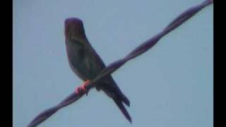 Dollarbird,  Eurystomus orientalis