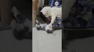 #Mother daughter masti#ytshortsvideo#cat#trending#babykittens#