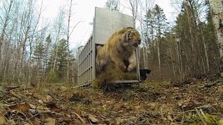 Incredibly Rare Siberian Tiger Release!