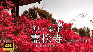 【秘境・紅葉スポット】信州大町市｜霊松寺／龍神湖／高瀬渓谷