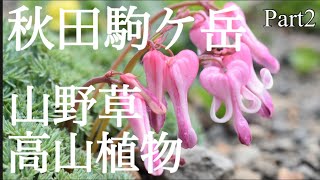 【山野草】秋田駒ケ岳に咲いていた花編