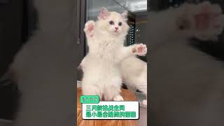 三月龄猫咪的舞蹈秀，全网最小舞者诞生！#布偶猫 #布偶猫找家 #布偶 #猫咪 #輕音樂 #睡眠音乐 #pets #睡眠音樂 #cat #深度睡眠音乐