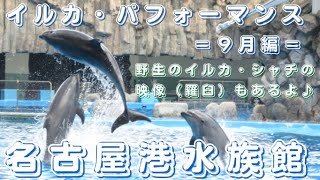 【名古屋港水族館part3】第55回2022.9.4＝番外編＝イルカ・パフォーマンス９月編 １日全４回を別々の場所から撮影し１本にまとめました。〖羅臼で撮影した野生のイルカとシャチの映像も公開〗