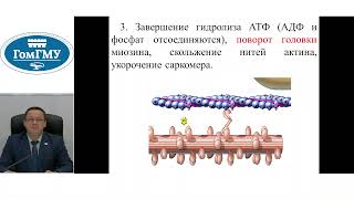 Физиология мышц - лекция 2 часть 2