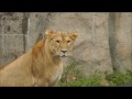 2011年9月26日　浜松市動物園　ライオン