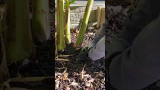 How to cut down banana trees for the winter.