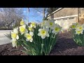 2022年水仙花 附华兹华斯《水仙辞》daffodils in 2022 and in wordsworth s poem