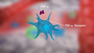 TN Alpha Inhibitors in Rheumatoid Arthritis