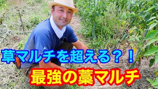 【自然農法】竹内さんに学ぶ草マルチを超える新テクニック「藁マルチ」！？