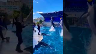 Dolphin 🐬 play to Ball 🏀 in water 🌊#dolphin #ball #trending #funny #ytshorts #shortsfeed #videos