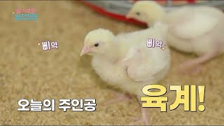 [슬기로운 농장경영]  연매출 12억!  계(鷄) 탔어요! 스마트 육계 농장