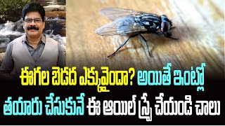 ఈగల బెడద ఎక్కువైందా? ఇంట్లో తయారు చేసుకునే ఈ ఆయిల్ స్ప్రే చేయండి చాలు! Flies! #Shorts