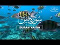 Best Surah Yasin Full (Yaseen) سورة يس | Tranquility Marvelous Beautiful Voice | QURAN ZIKR