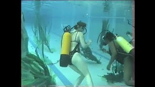 Scuba Divers Learning to Dive in Pool