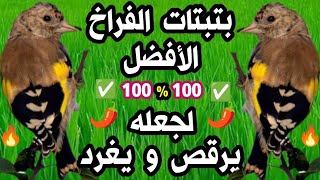 🔥بتبتة فراخ الحسون الأفضل لتحفيز حسونك على التغريد👍 تحفيز خرافي وداعا للصمت مع هذه البتبتات المميزة🔥