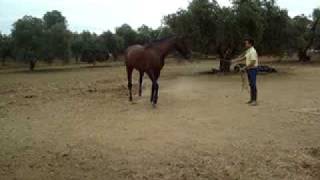 Dando picadero al Caballo de Javier