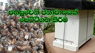 mi masi palanaya sinhala | මී මැසි පාලනය නිවැරදිව කරමු | Bee keeping in sri lanka | SL Bea