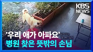 “우리 애 좀 살려주세요!” 동물병원 달려간 어미 개 [오늘의 영상] / KBS  2025.01.17.