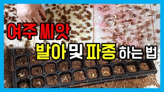 젖은 수건으로 여주 씨앗 발아시키는 법! 여주 씨앗 파종하는 새로운 방법 공유합니다~ 여주 모종 만들기