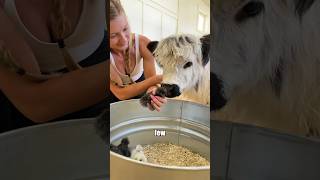 Baby cow meets new friends! #shorts